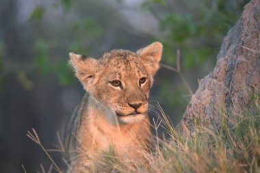 Güney Afrika aslanı