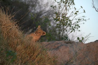 Hayvanat bahçesindeki aslan