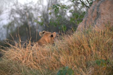 Ormandaki kırmızı ayı