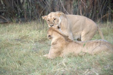 Aslan yavrusu çimenlerde annesiyle oynuyor.