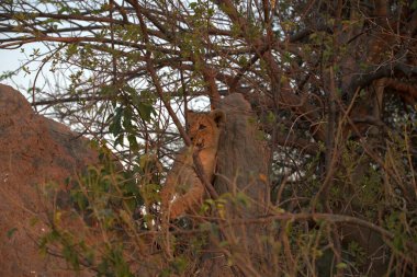 Savannah Kenya aslan