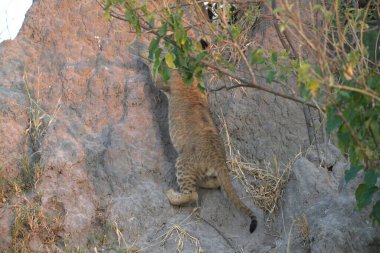 bir ağaç üzerinde kırmızı kedi