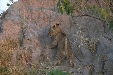 Aslan (panthera leo), Panthera leo, Romanya
