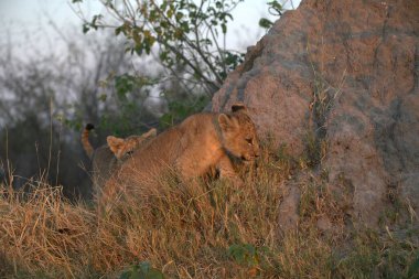 Kenya savanındaki aslan