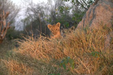 Aslan yavrusu çimlerde