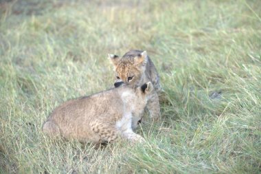 Çita (panthera leo) erkek ve çimenlerde yavrusu