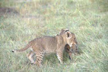 Aslan yavrusu çimenlerde oynuyor.