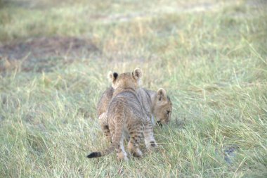 Aslan yavrusu çimenlerde oynuyor.