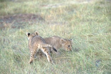 Çita yavrusu ve aslan yavrusu çimenlerde yürüyor.