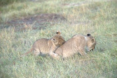 Masai Mara aslan