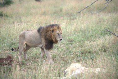 masai mara içinde erkek aslan