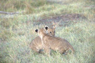 Dişi bir aslan yavrusu Kenya savanasında yürüyor.
