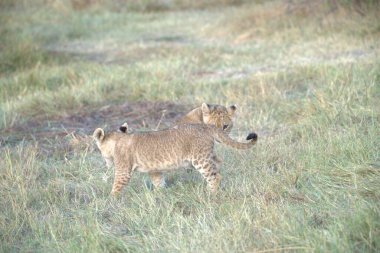 Afrika 'nın bozkırında iki vahşi aslan