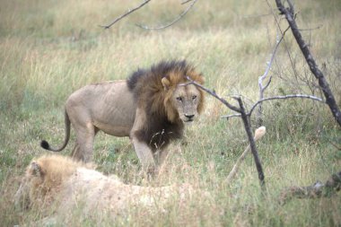 Kenya savanındaki aslan yavrusu