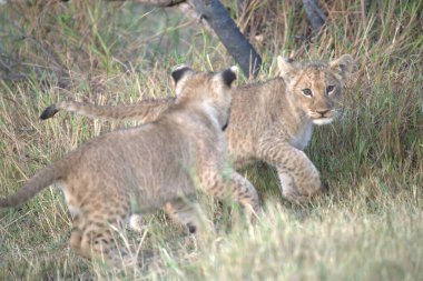 Afrika 'nın bozkırındaki aslan