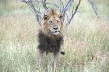 Aslan savanada yürüyor
