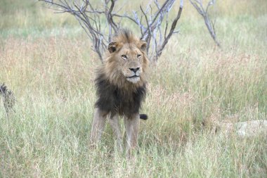 Kenya savanındaki aslan