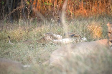 Kenya bozkırında vahşi bir aslan