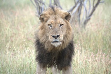Güney Afrika, Kruger Ulusal Parkı 'nda erkek aslan.