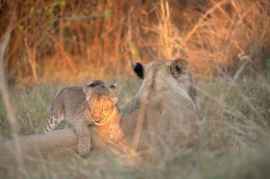 Vahşi aslan yavrusu
