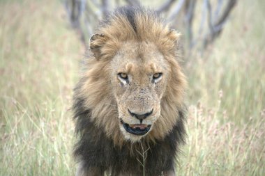 Afrika savanındaki aslan.