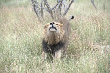 Savannah bir aslan