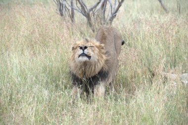 Zimbabwe savanındaki aslan.