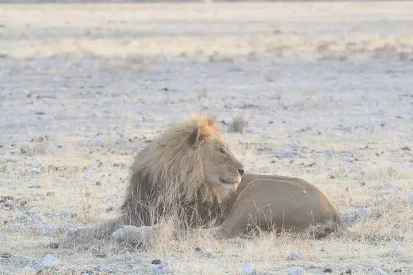 Etoşa Ulusal Parkı, Namibya 'daki Afrika savanasında aslan var.