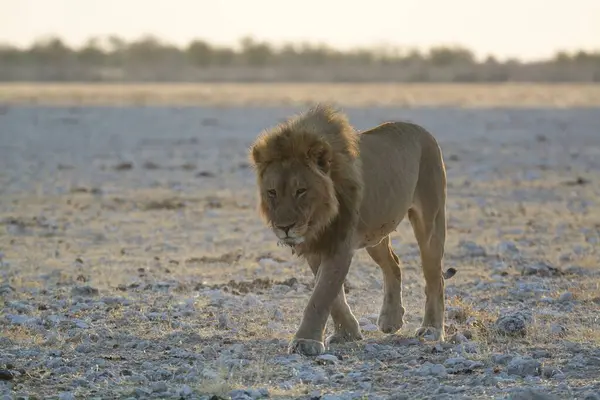 Etoşa Ulusal Parkı, Namibya 'da bir erkek aslan.