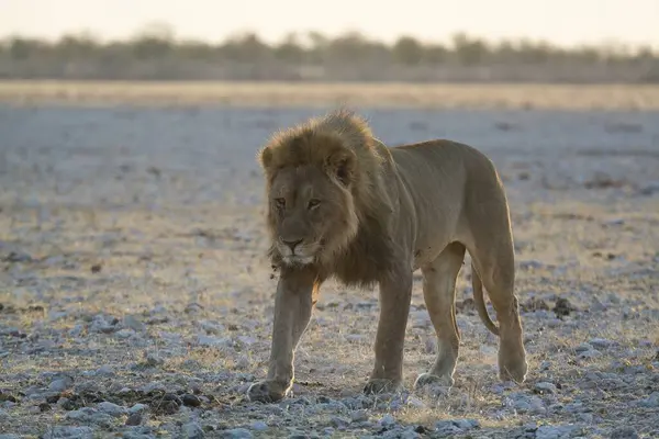 Afrika savanındaki aslan, Panthera Leo, Namibya.