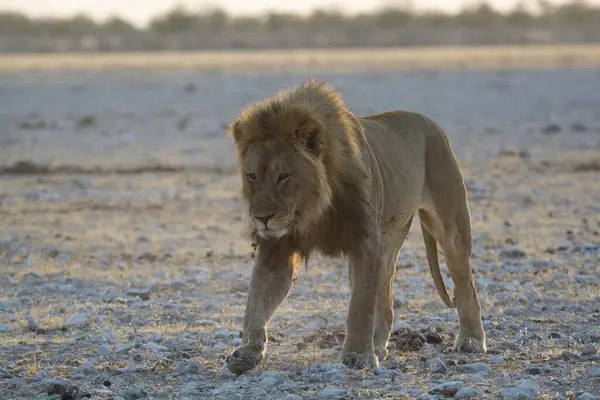 Etoşa Ulusal Parkı, Namibya, Afrika 'da güzel bir Afrika aslanı (panthera leo)