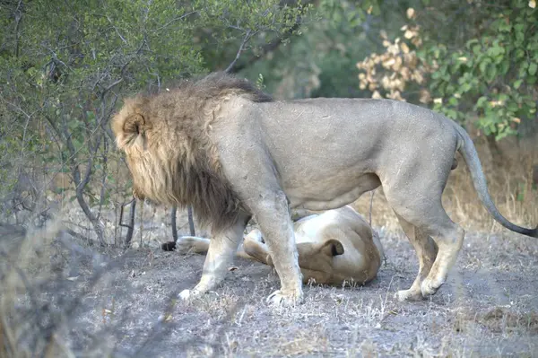 Erkek aslan ve panthera leo erkek dişi