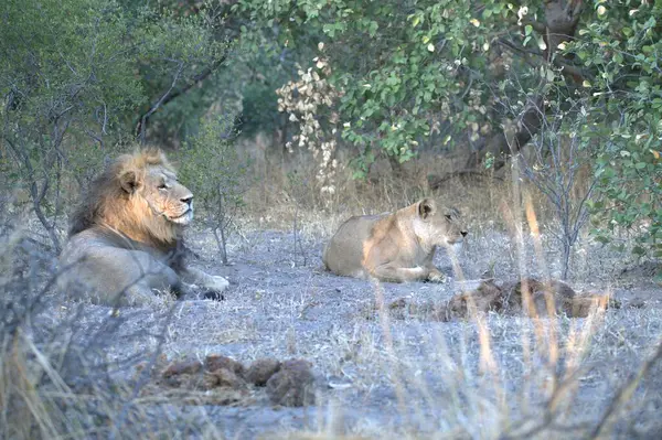 Kruger oyunundaki aslanlar, Güney Afrika