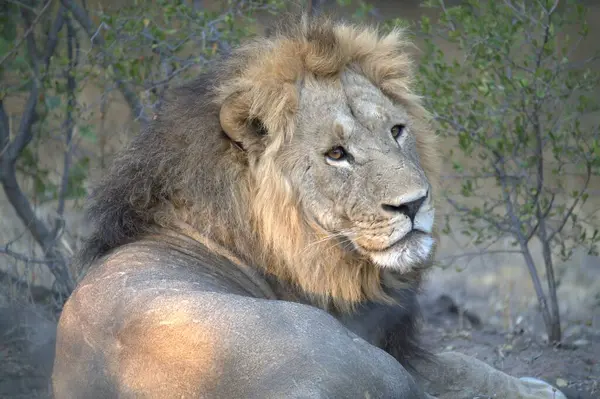 Kenya savanındaki aslan