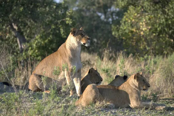 Etoşa Ulusal Parkı, Namibya 'da aslan ailesi.