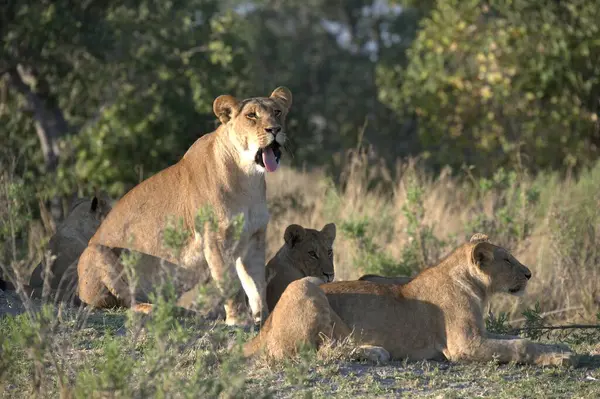 Kenya bozkırında bir grup aslan.
