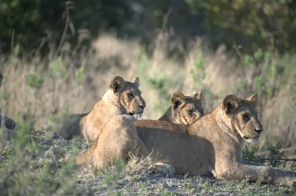 Kenya savanındaki aslan