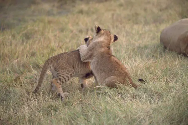 Aslan yavrusu oynuyor ve oynuyor