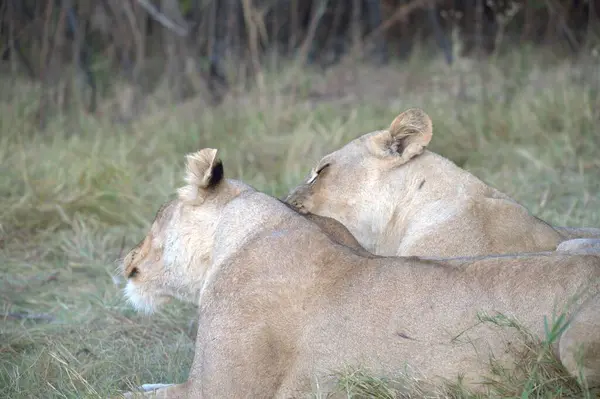 Dişi aslan, panthera aslanı, yetişkin erkek, dişi yavru, yavru aslan, dişi aslan, kenya, kenya