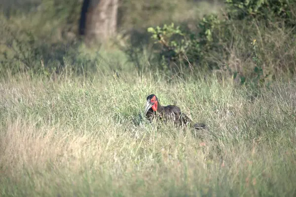 kırmızı kuyruklu boynuz gagası vahşi doğada