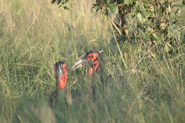 Kırmızı taçlı turna kuşu, balearic lorum rulorus, vahşi doğada, girdapta, uganda.