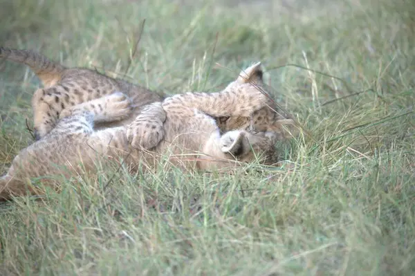 Çita yavrusu çimenlerde oynuyor.