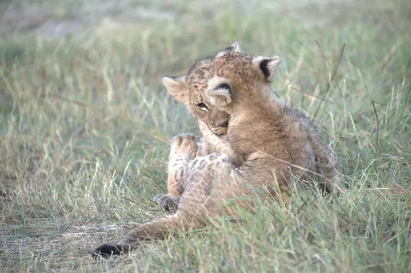 Çita, panthera leo, yetişkin erkek yavru, yavru, kenya