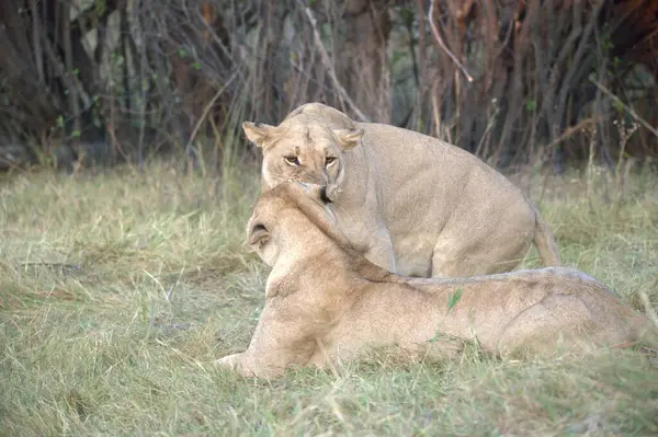 # Savanadaki aslan kadın #