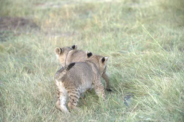 Vahşi çita yavrusu çimlerle doğada yürüyor.
