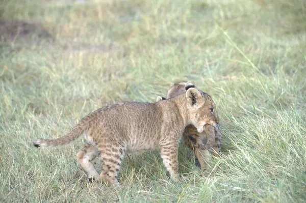Aslan yavrusu çimenlerde oynuyor.