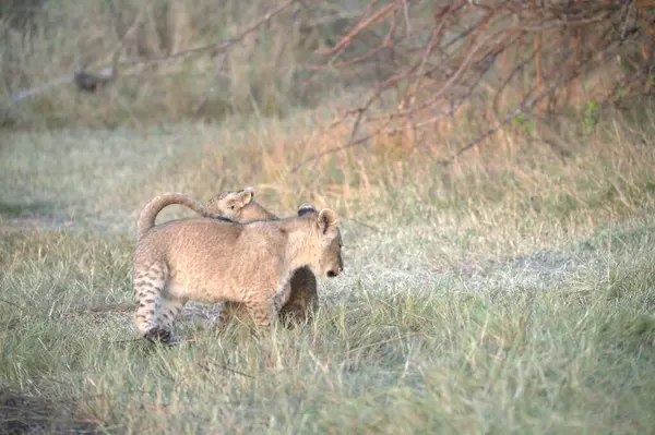 Çita yavrusu çimenlerde yürüyor.