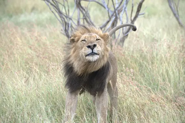 Aslan ın kruger national park, Güney Afrika