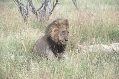 Aslan (panthera leo) erkek aslan savanda dinleniyor, Kenya, Afrika
