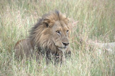 Vahşi bozkırda aslan, Kenya